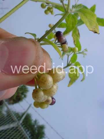 nightshade, American black